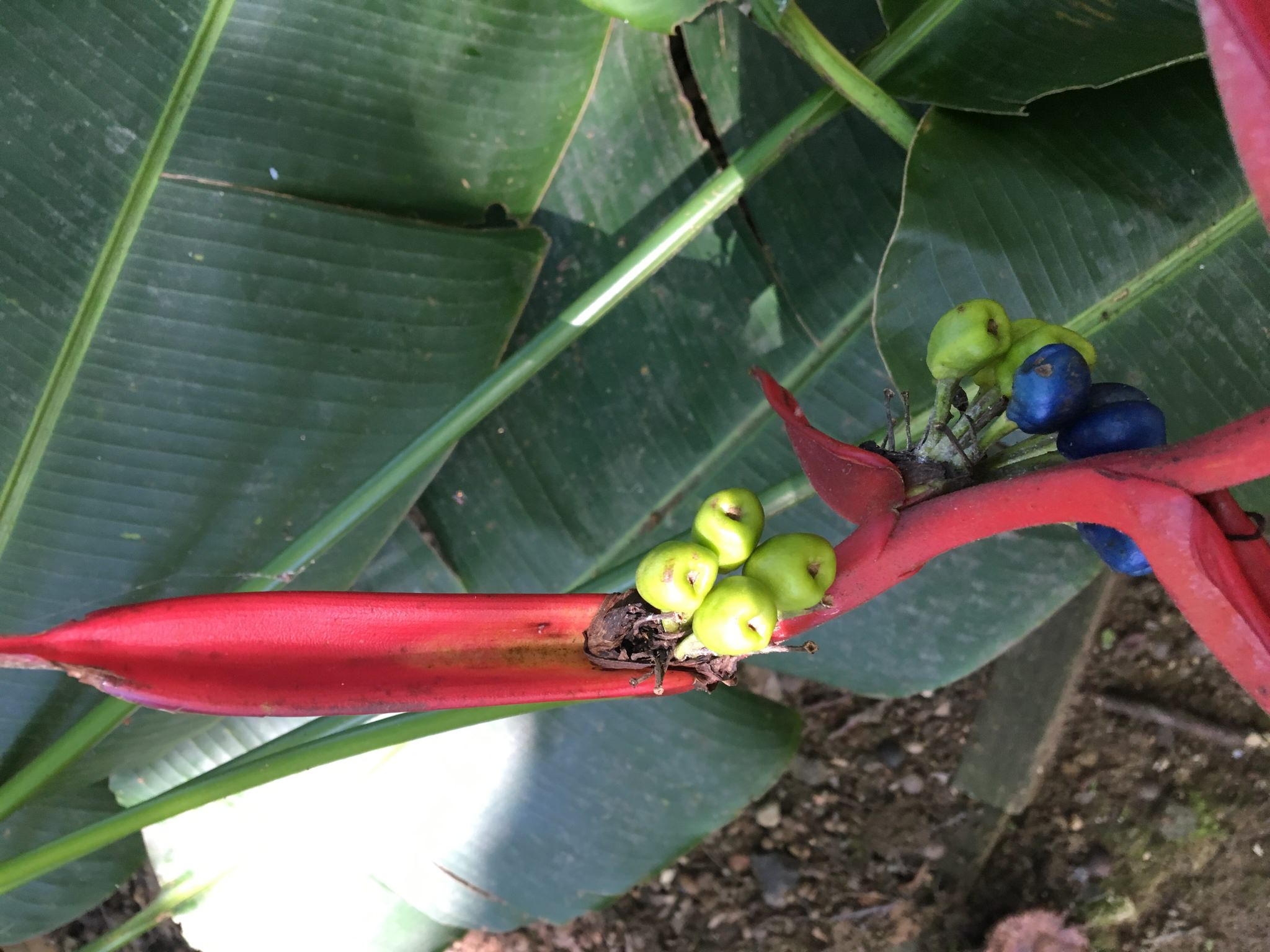 Heliconia bourgaeana